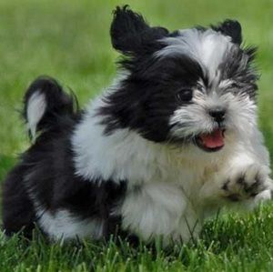 Meet your Posher, Alana